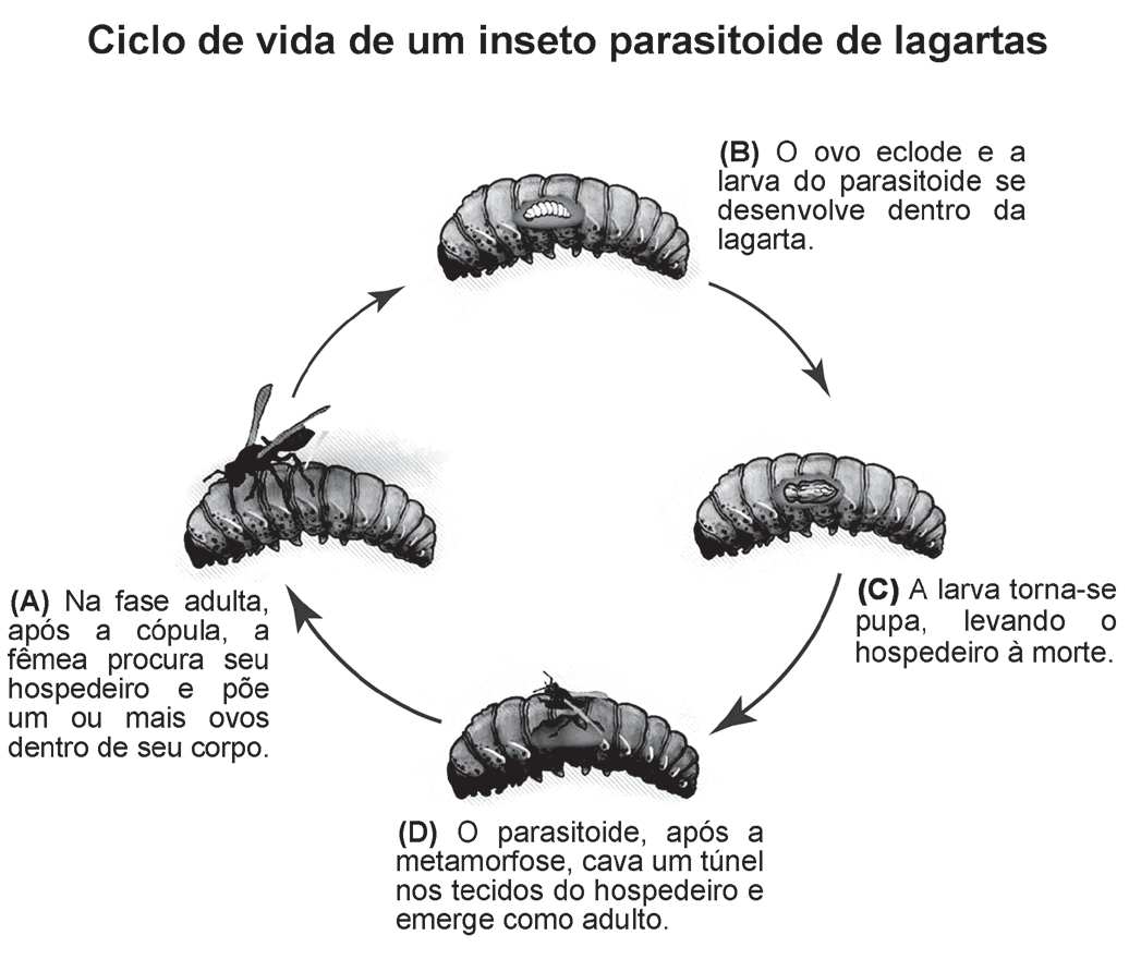 Imagem da questão